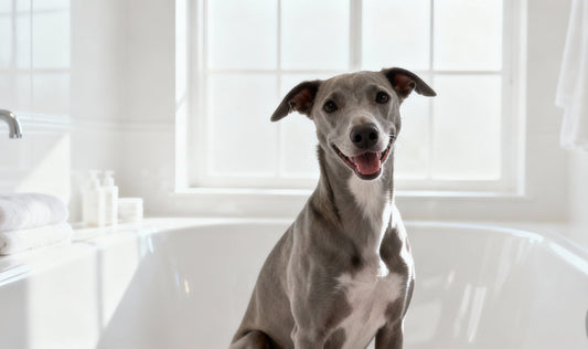 chien pooil court utilisant pawli