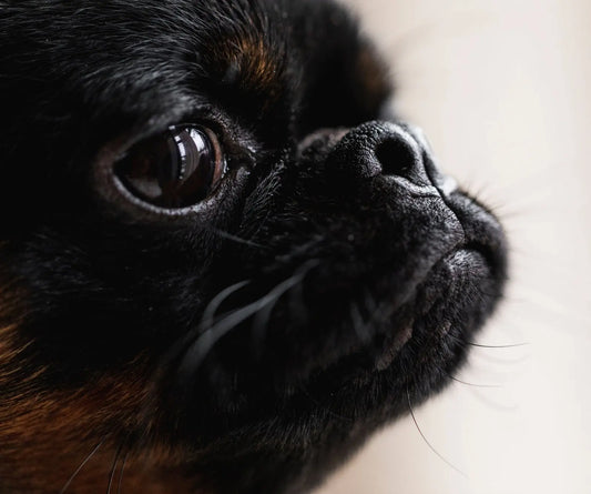 Comment brosser un chien à poil long – Guide complet du brossage et de l’entretien du pelage