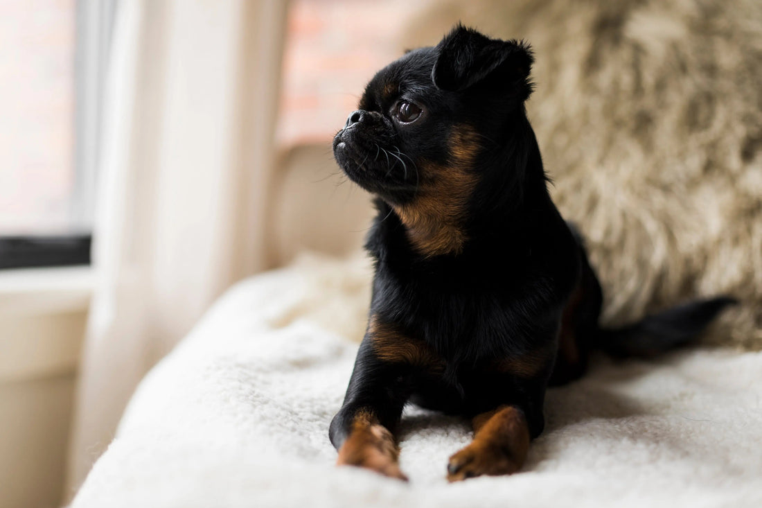 Dermatite chez le chien : les traitements naturels vraiment efficaces