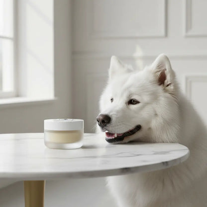 application-baume-truffe-chien-pawli-museau